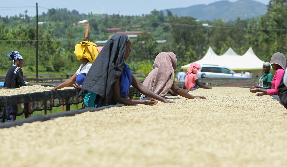 The 2024 Coffee Farmer Thriving Index published by 60Decibels paints a stark picture of Africa’s coffee industry. Dan Gatsinzi