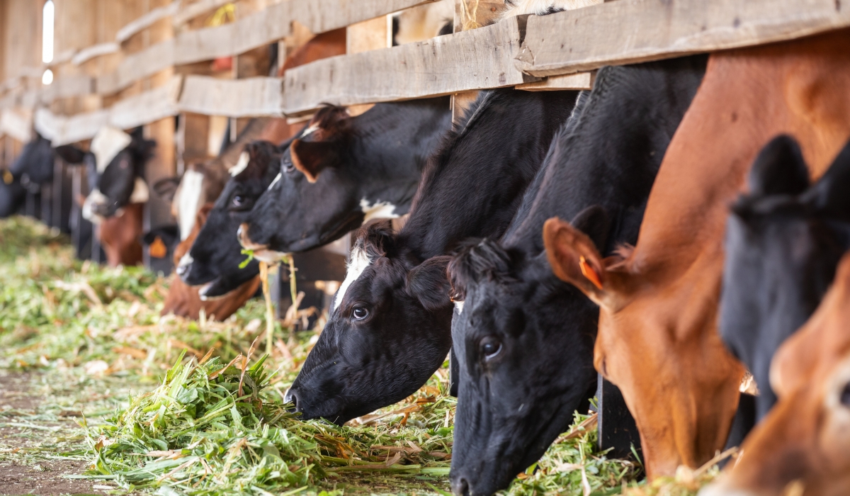 Cows feed at a farm in Bugesera District. The Gako meat project is Rwanda’s flagship cattle farming and beef production scheme that targets both local and export markets. File