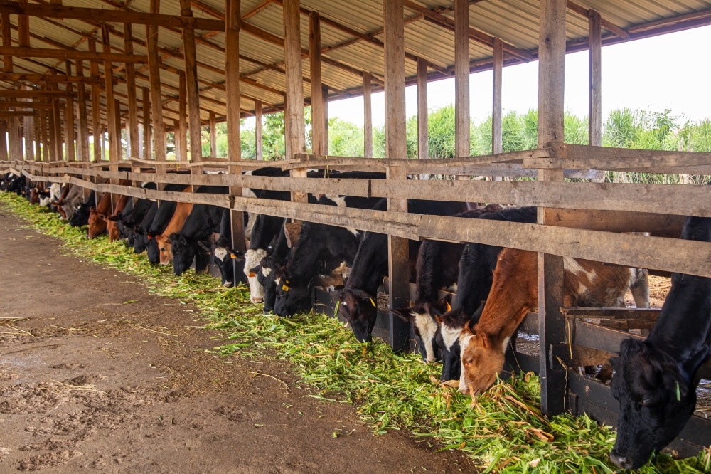 The second National Strategy for Transformation (NST2) outlines key policies to boost productivity, focusing on agriculture, infrastructure, education, and government services. File