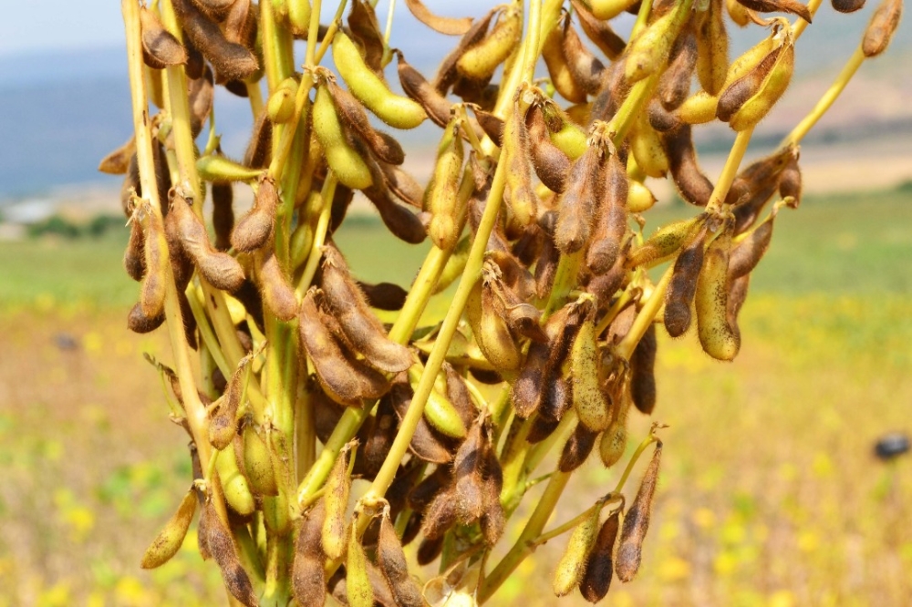 Rwanda’s soybean production is set to increase by more than 46 per cent from 36,220 tonnes in 2024 to 53,019 tonnes in the fiscal year 2026-27