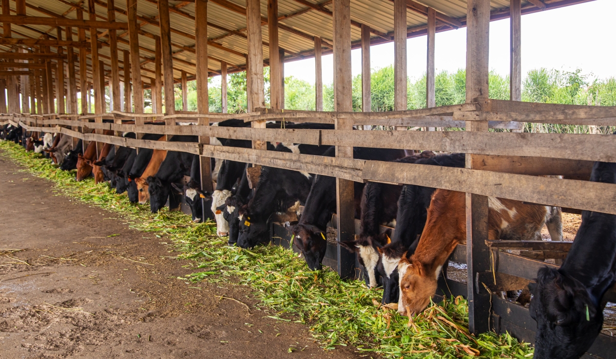 The second National Strategy for Transformation (NST2) outlines key policies to boost productivity, focusing on agriculture, infrastructure, education, and government services. File