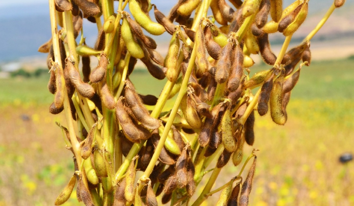Rwanda’s soybean production is set to increase by more than 46 per cent from 36,220 tonnes in 2024 to 53,019 tonnes in the fiscal year 2026-27