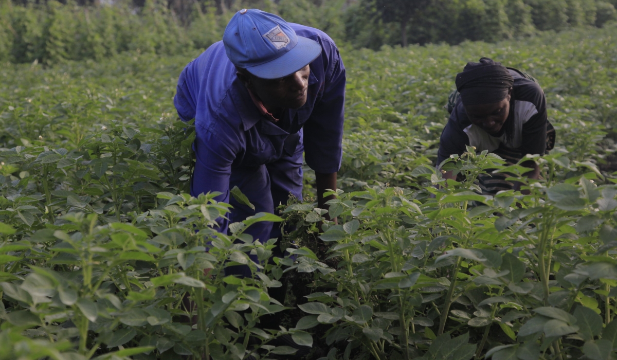 Farmers work in a sweet potato plantation in Muko Sector in Musanze. Sam Ngendahimana