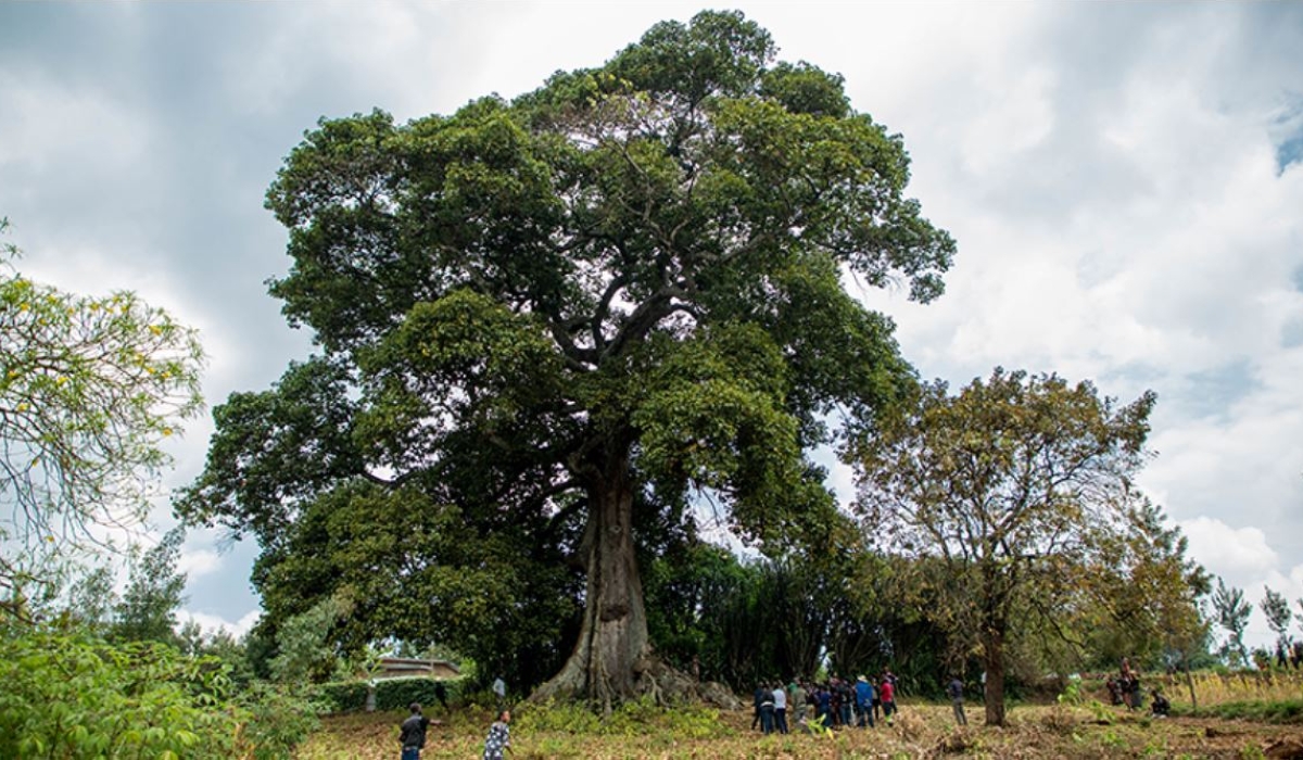 Visitors who come to see Icubya a beautiful, big, evergreen tree that is believed to be more than 300 years old.