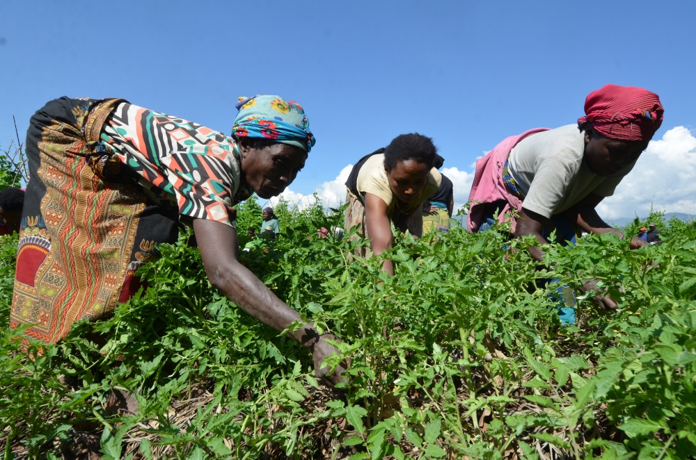 Members of Twisungane cooperative work in their tomato plantation in Muko Sector in Musanze District.