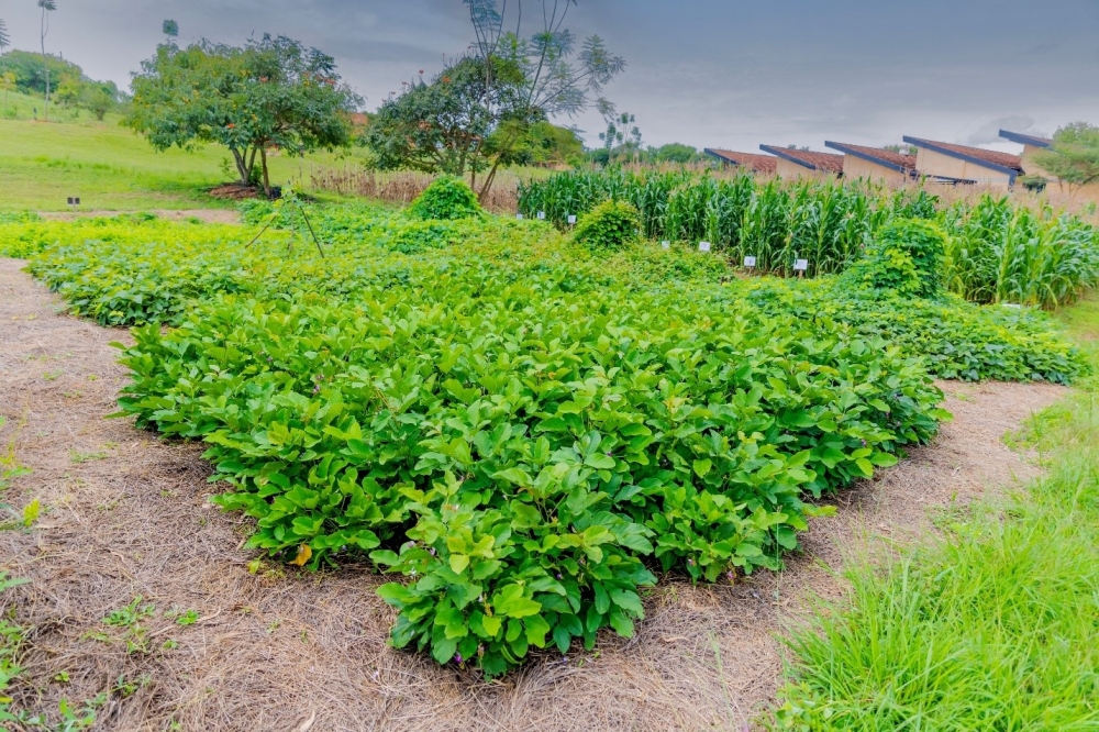 Boosting soil health with cover crops. These vital components of conservation agriculture improve nutrient levels and water retention, leading to healthier, more productive lands. (Photo: RICA).