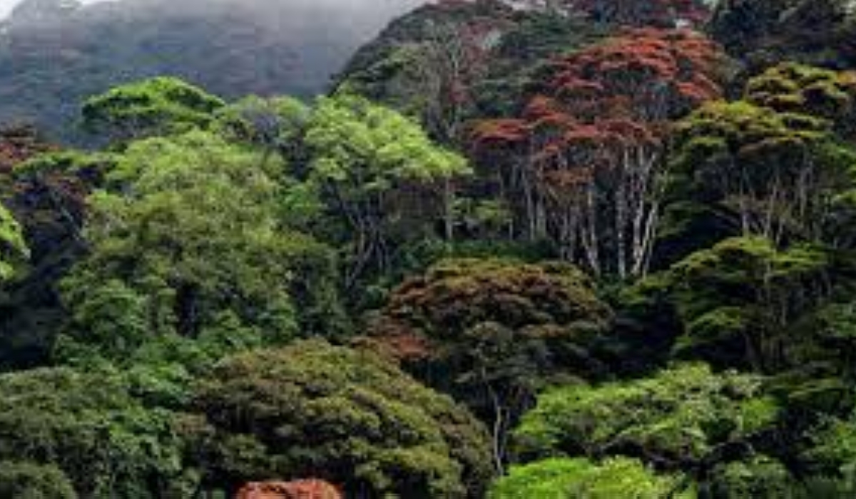 Ethiopia generates USD70m in carbon trading revenue.