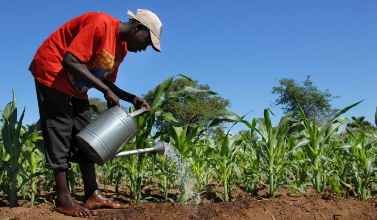 Kenya prioritizes climate-smart livestock systems to tackle hunger. Courtesy