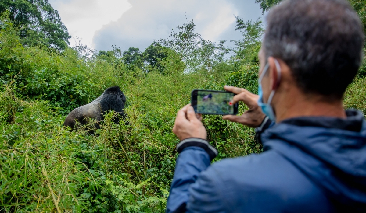 Gorilla trekking accounted for a big chunk of Rwanda&#039;s tourism revenues in 2024. File