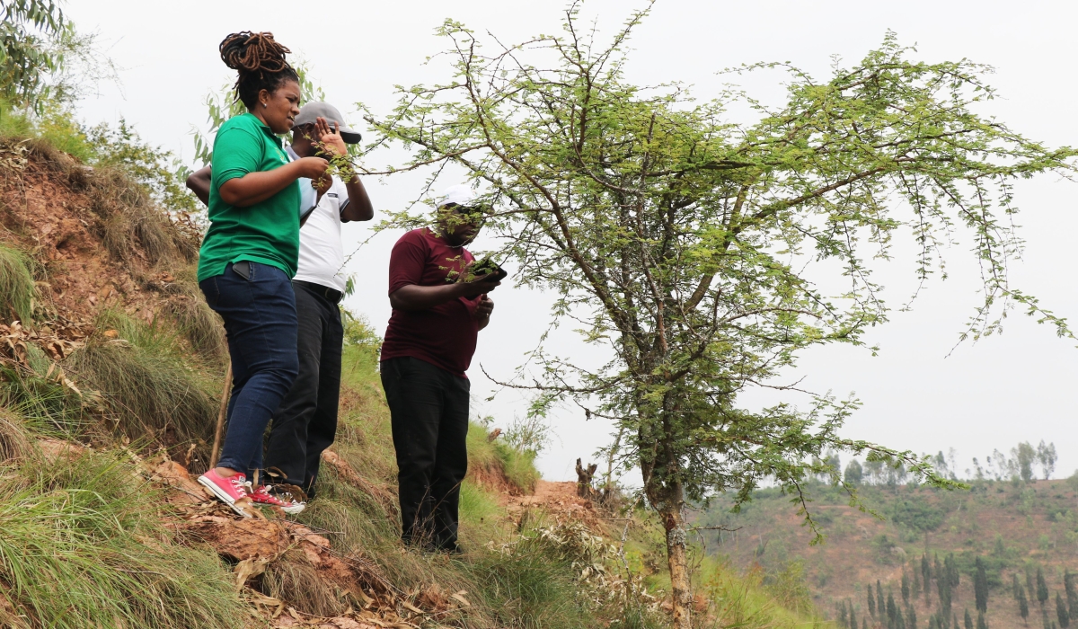 Researchers document some native trees in eastern Province. Courtesy