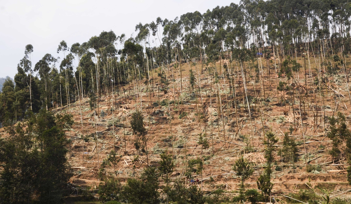 A view of a deforestation exercise in Rulindo District. Sam Ngendahimana