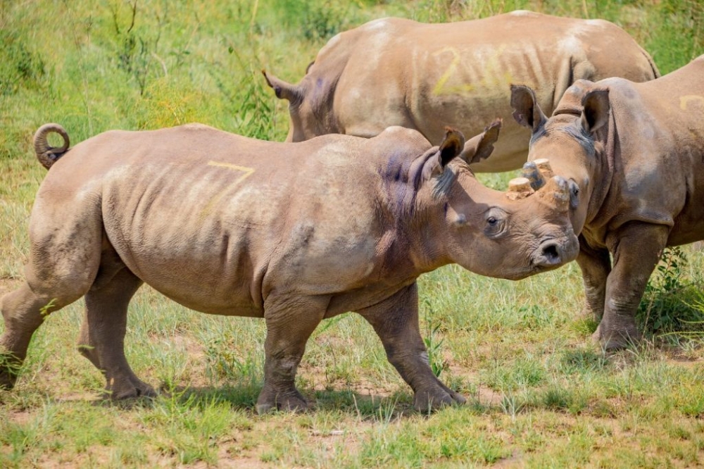 Some of the white rhinos introduced to Akagera National Park in 2021. Courtesy