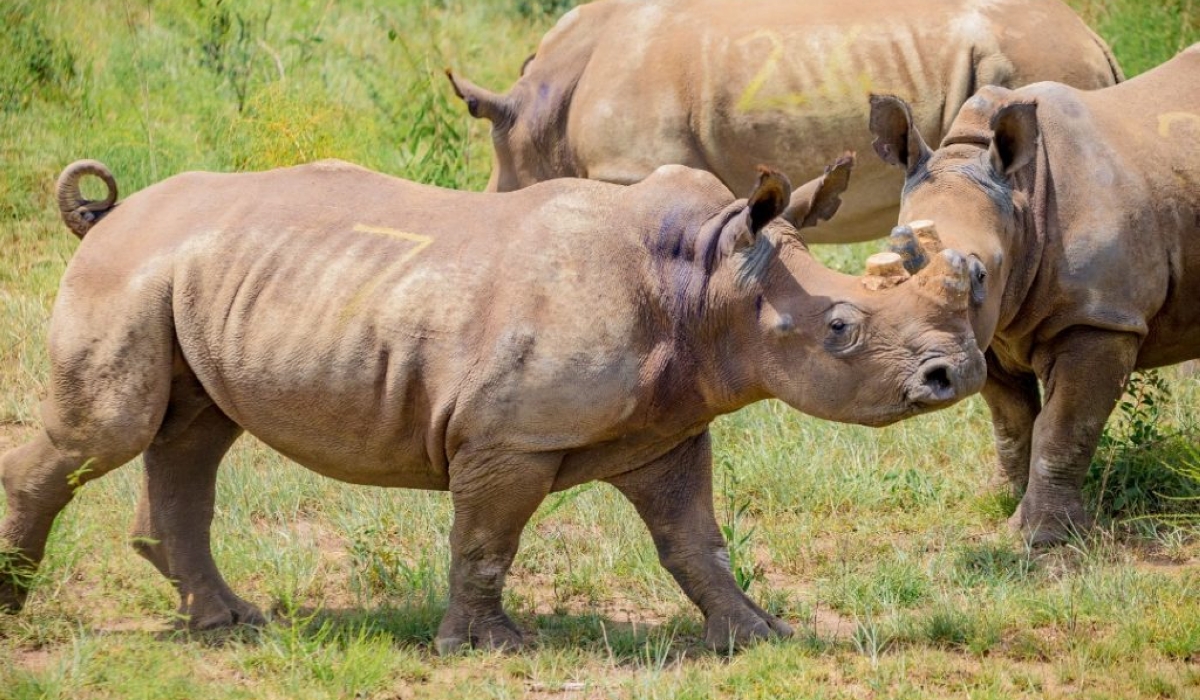 Some of the white rhinos introduced to Akagera National Park in 2021. Courtesy