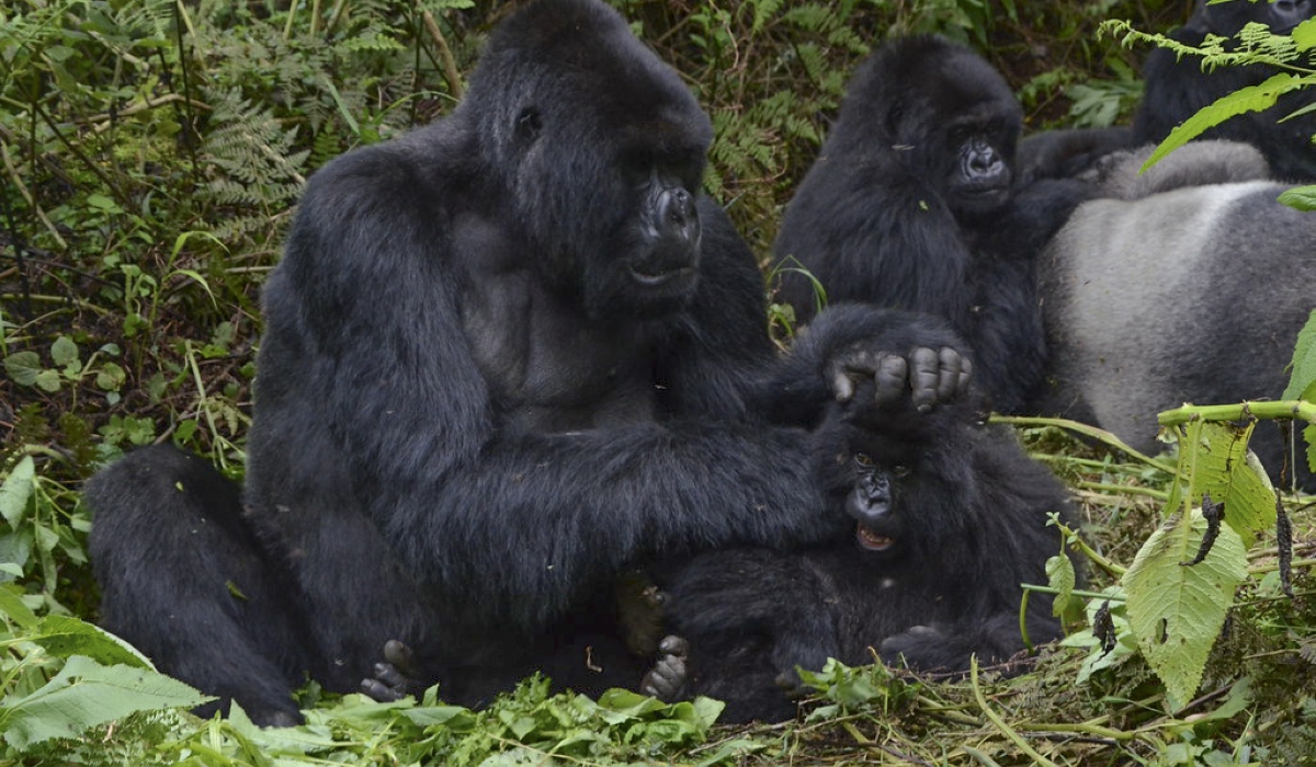 A youth-led initiative was launched to combat climate change and protect biodiversity, aiming to uplift over 100,000 people living near Rwanda’s Volcanoes National Park on May 30. Sam Ngendahimana