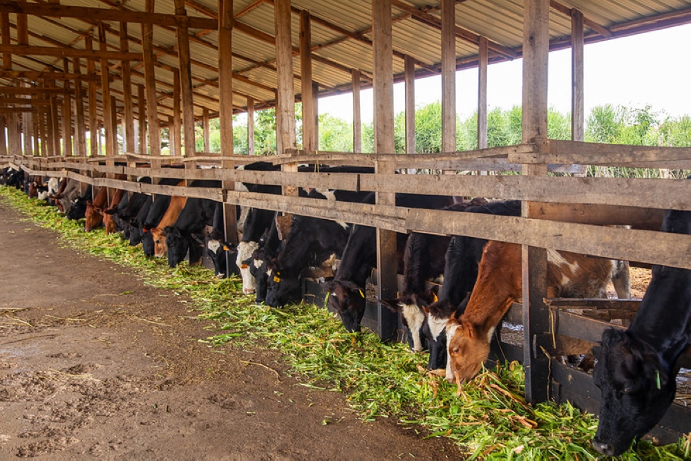 Cows are fed at Kayonza-based farm in Eastern Province. File