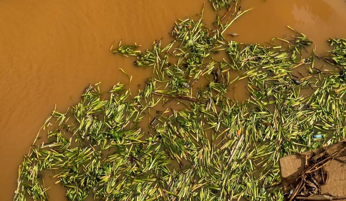 Water hyacinth clogs water intake at Rusumo Power Plant