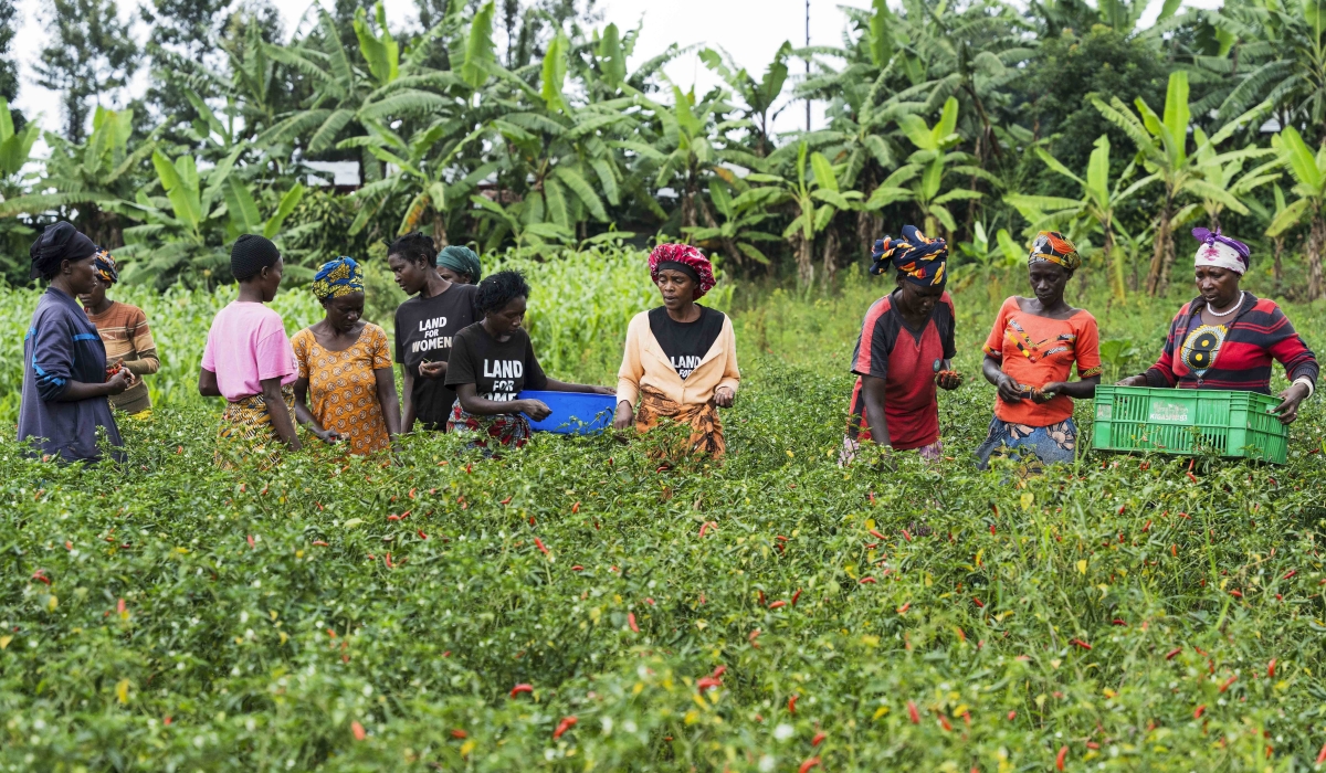 Women who are beneficiaries of the support, harvest their chili plantation in Gasabo District. Courtesy