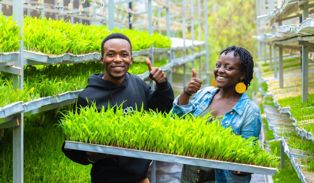 Hydroponics involves cultivating plants without soil, using nutrient-rich water.