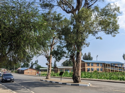 A view of the two eucalyptus trees in middle of Rubavu public road at Commune Rouge Genocide Memorial. Photos by Germain Nsanzimana.