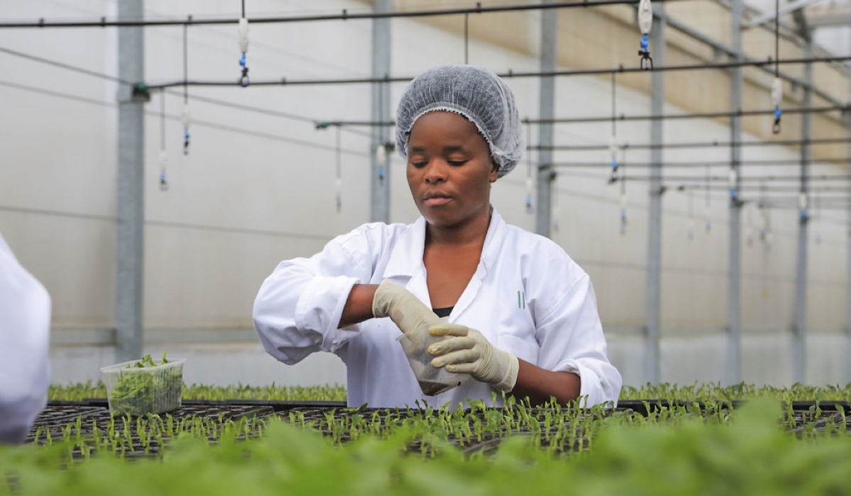 An agric  expert woorks at an irish potato seed multiplication centre in Kinigi in Musanze District.. Photo by Sam Ngendahimana