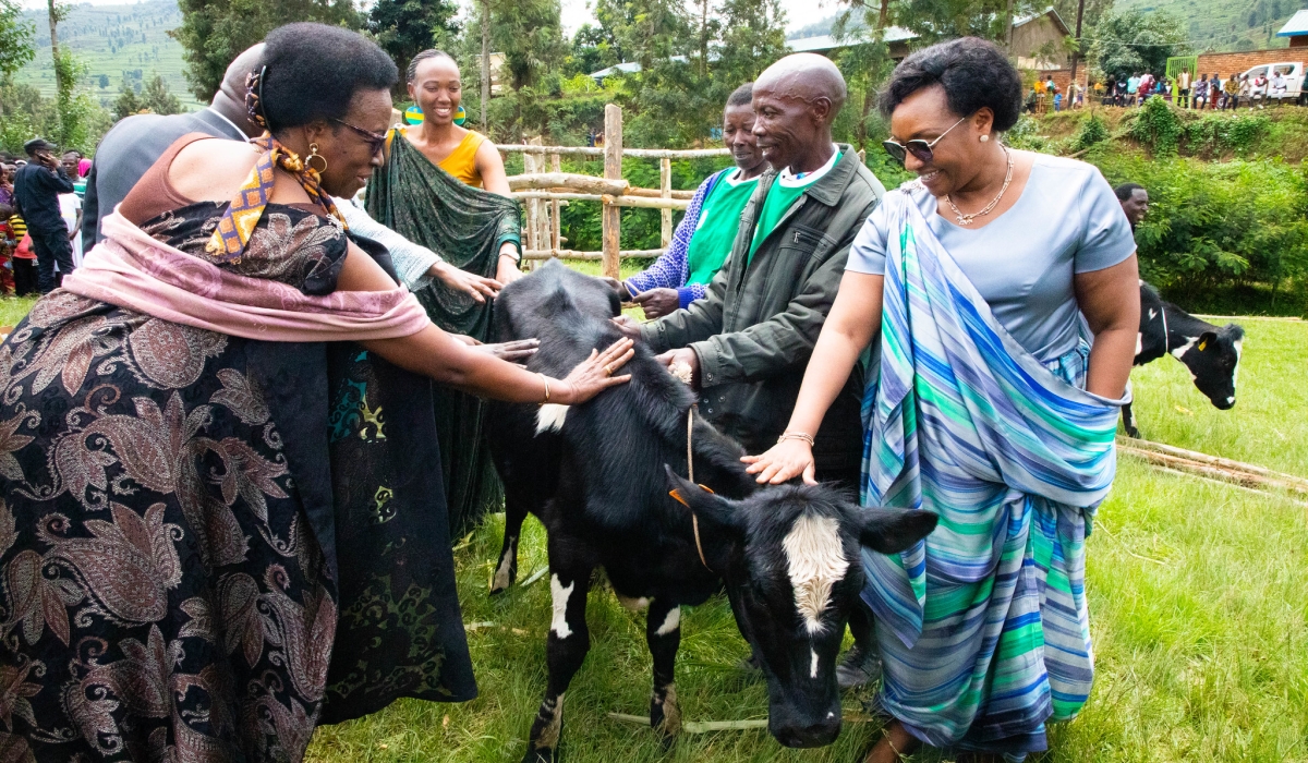 Residents receive  cows as part of the ‘Girinka’ programme.  Photo by Craish Bahizi