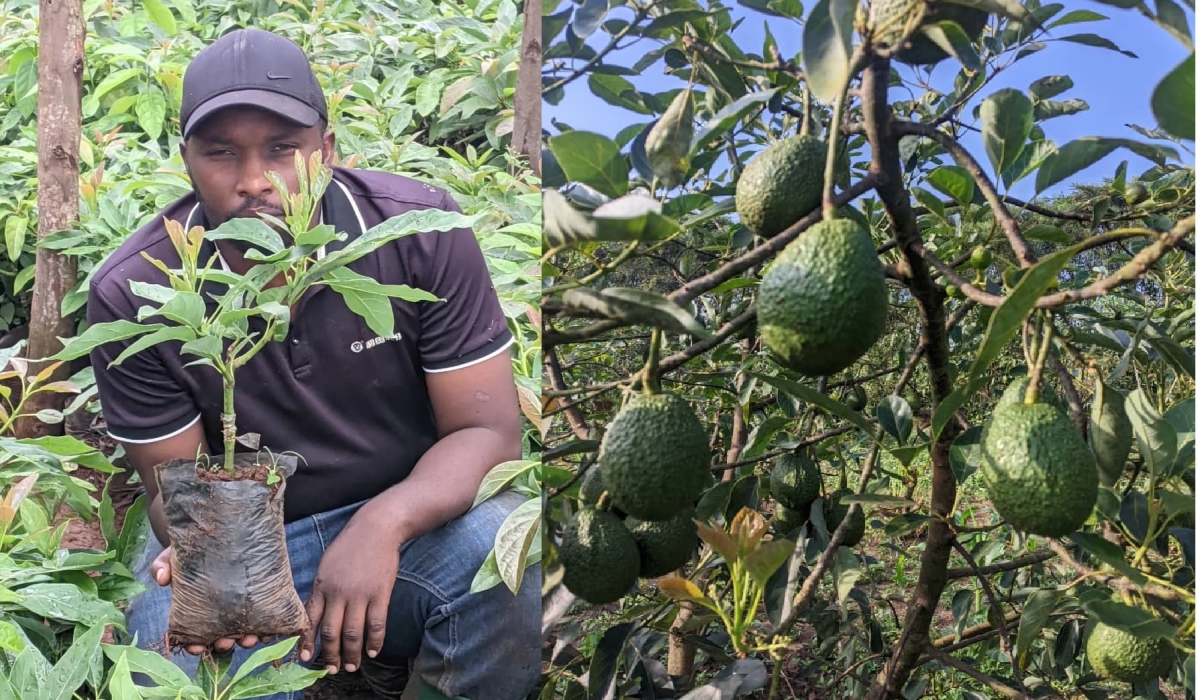Antoine Niyigena, a resident of Rukara Sector in Kayonza District, who is an agripreneur.