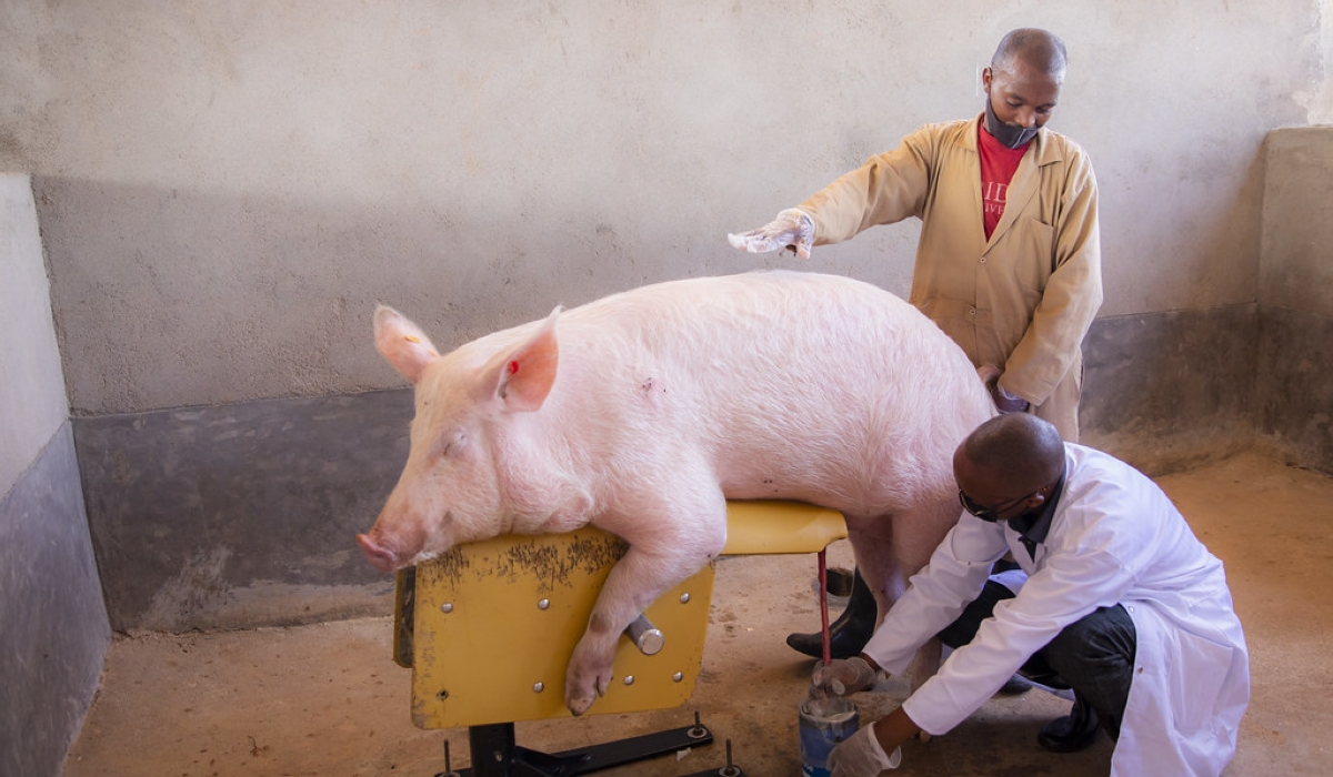 The government plans to set up two artificial insemination centers, which will add to the six already existing ones which operate in Rwamagana, Gicumbi, Bugesera, Rubavu, Rusizi, and Muhanga.
Photos: Courtesy