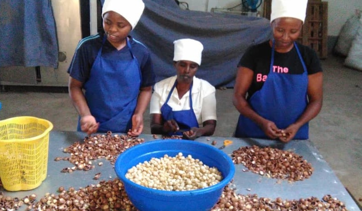 Workers sort macademia fruits in Rwanda. Norelga Macadamia Rwanda operates on a three-hectare plantation, harvesting approximately 3,071kilogrammes of macadamia nuts annually.