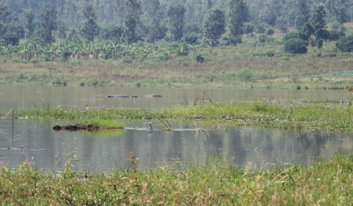 Hippos partially submerged in the Akagera River near Mahama Sector, where frequent incursions into farmland have endangered lives and destroyed crops.