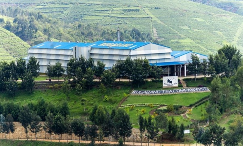 Rugabano Tea Company (pvt) Ltd Tea Factory