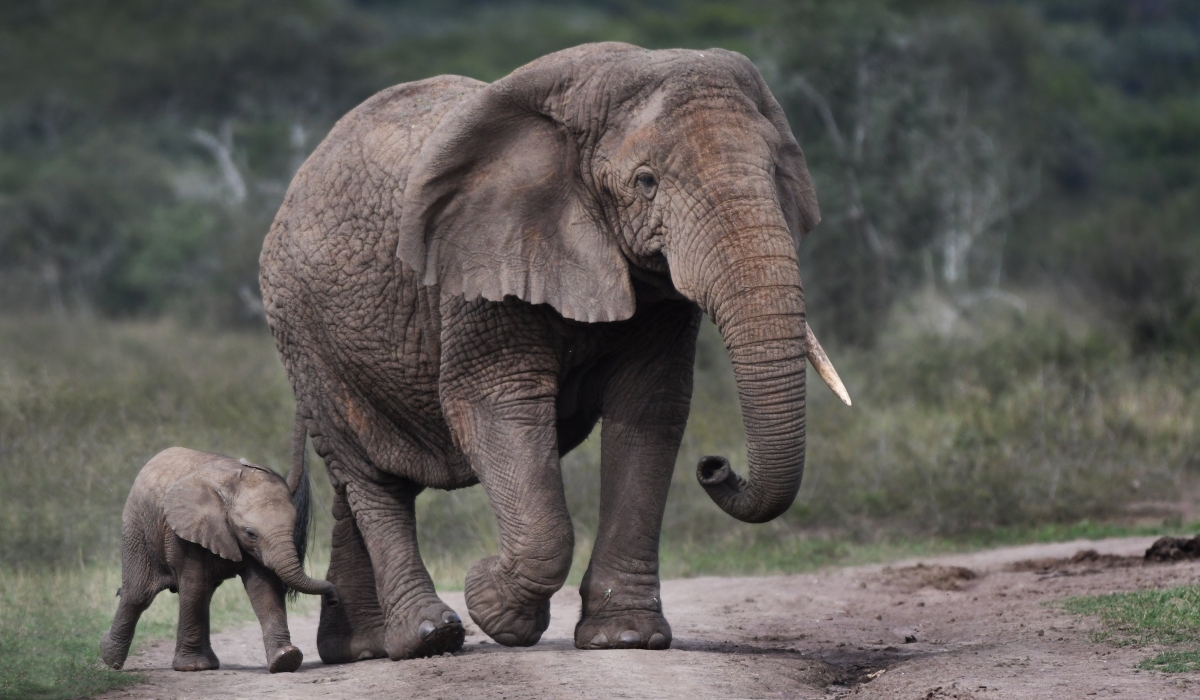 Plans are underway to reintroduce elephants to Nyungwe National Park, as Rwanda explores wildlife restoration efforts. Courtesy photo