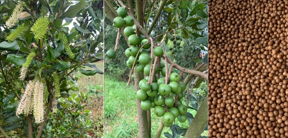 The government plans to provide 102,000 grafted macadamia seedlings through a new subsidy program.