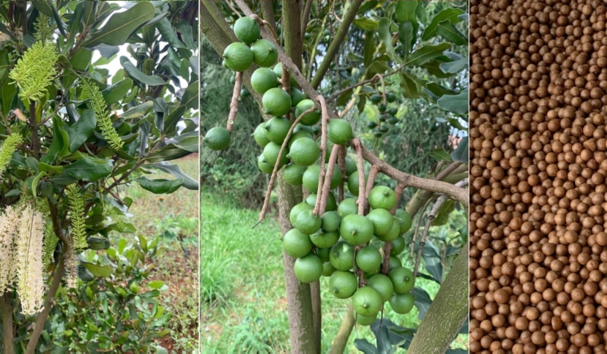 The government plans to provide 102,000 grafted macadamia seedlings through a new subsidy program.