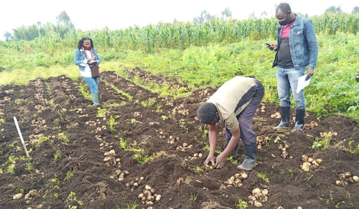 New varieties with higher yields, pest tolerance and climate adaptability.