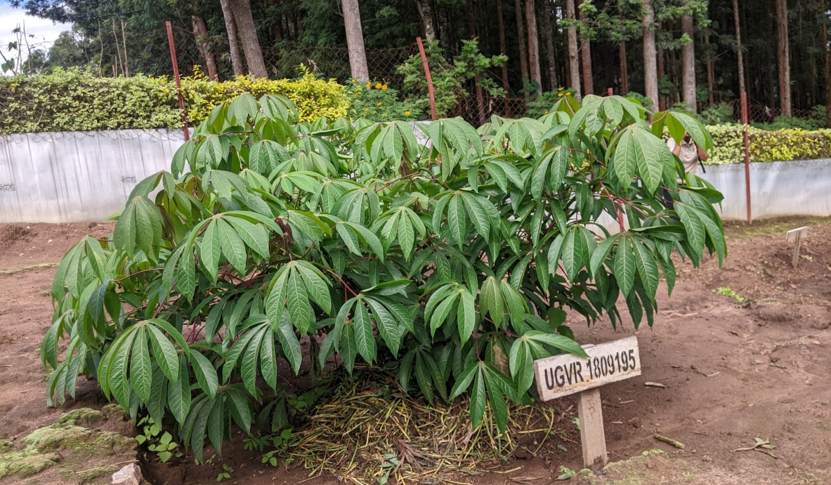 Biotech cassava is being tested in Huye District to fight a disease that once caused a major drop in production