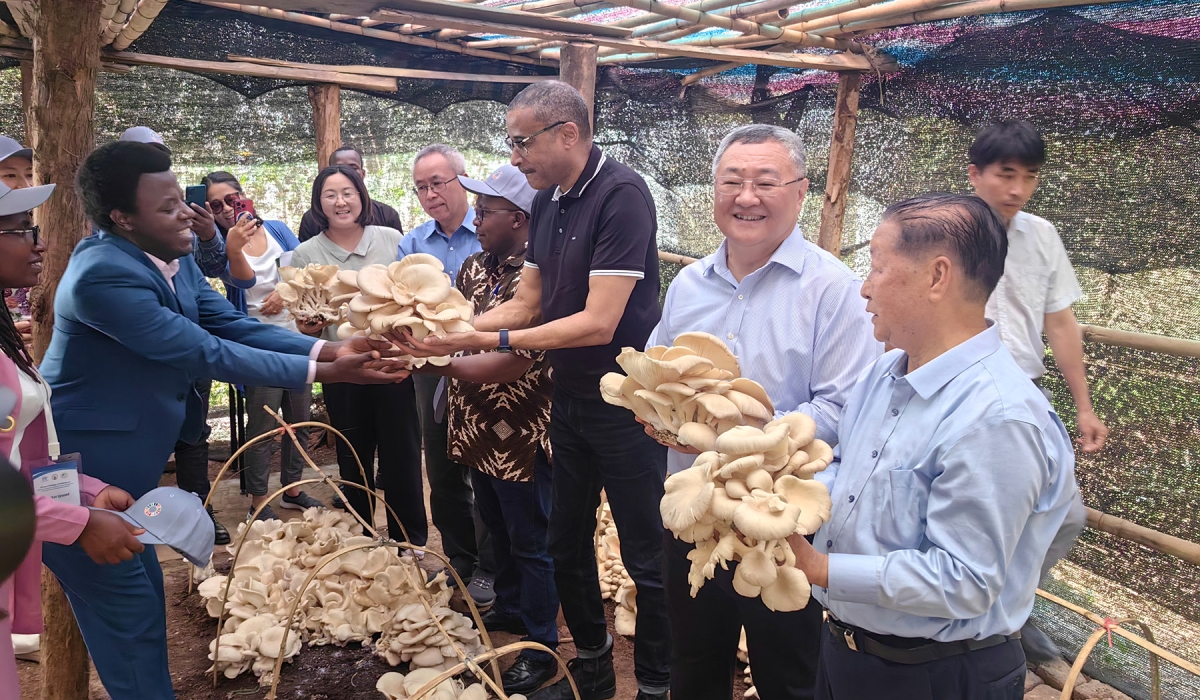 Fu Cong (front, second from right), China&#039;s permanent representative to the United Nations, visits on August 2024 a farm in Rwanda using China&#039;s Juncao technology. CHINA DAILY