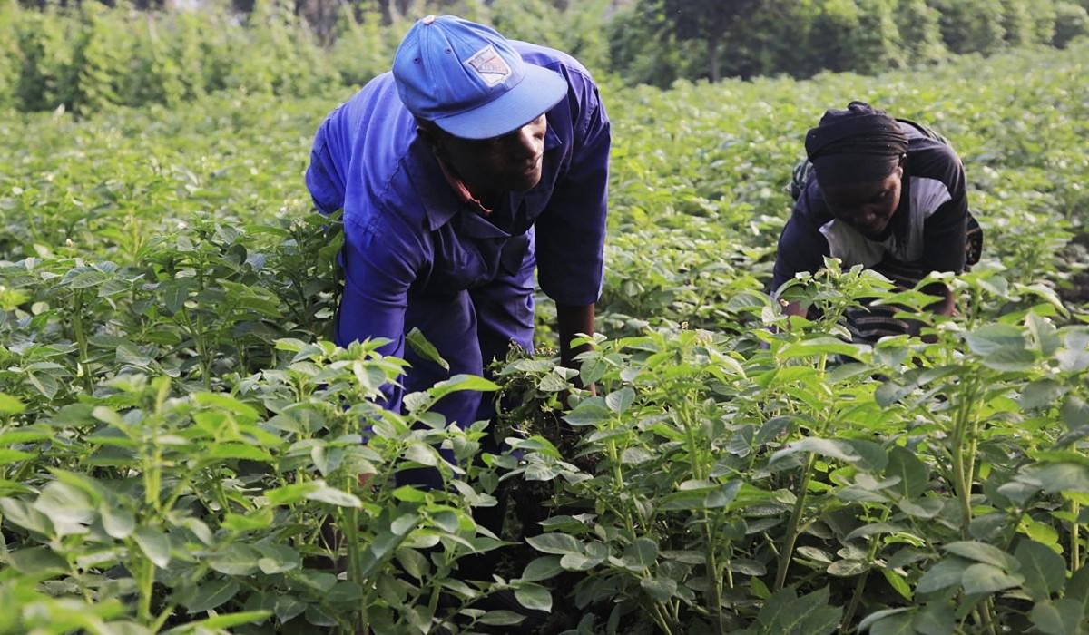 The Rwandan government has allocated Rwf75 billion to support seeds and fertilizer subsidies aimed at boosting agricultural productivity during the 2025 Season A and B.