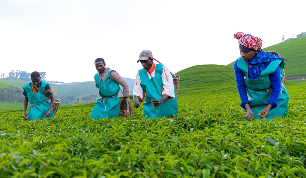 Tea farmers harvest crops in Gicumbi District, where they say agricultural planning has improved thanks to accurate, locally tailored weather forecasts from a community-managed meteorological station.