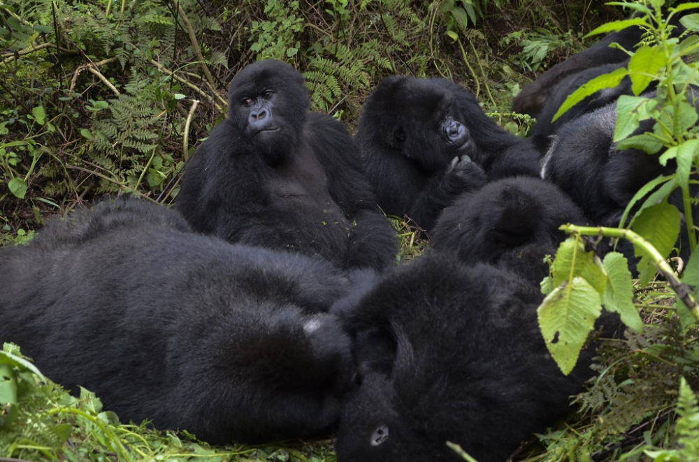 Mountain gorillas from Susa group in Volcanoes National Park. Photos by Sam Ngendahimana