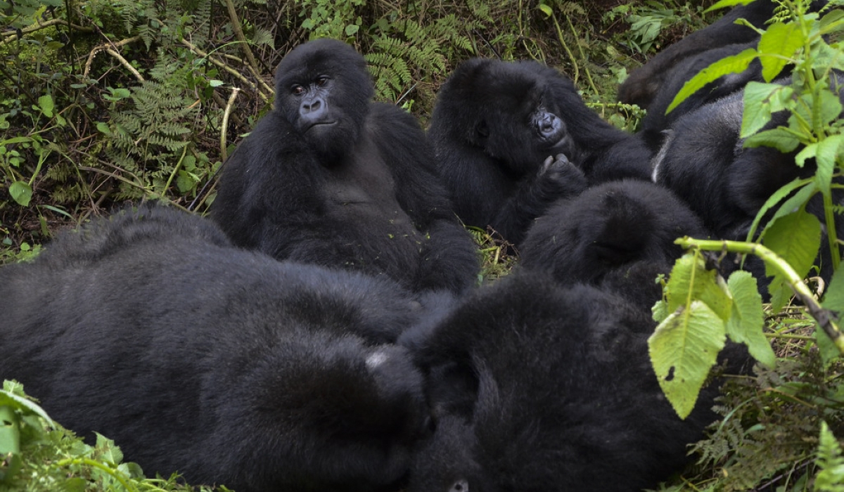 Mountain gorillas from Susa group in Volcanoes National Park. Photos by Sam Ngendahimana