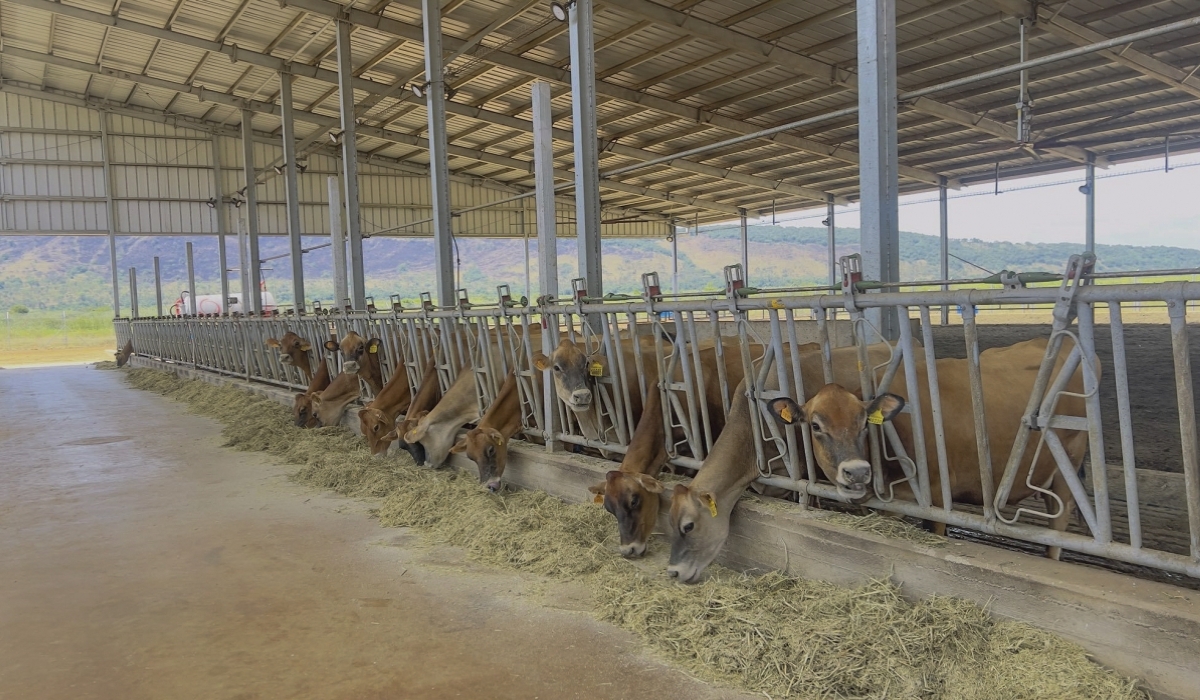 Some of the cows at Gabiro Agri Hub, a multi-billion-franc project that the new Prime Minister is visiting today. Courtesy.