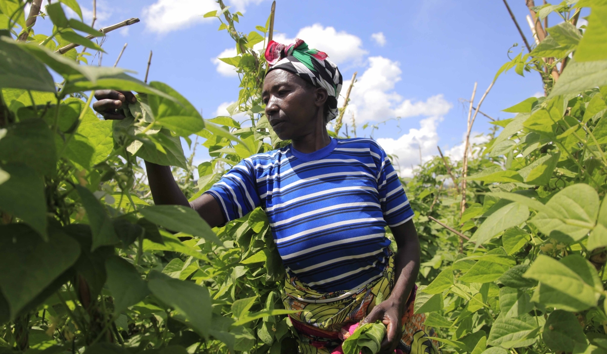 A farmer sorts beans leaves in Muko Sector in Musanze District. Photo by Sam Ngendahimana
