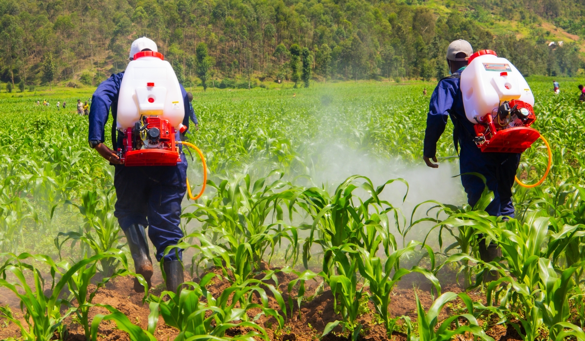 Farmers spraying pesticides in a maize plantation in Burera District.