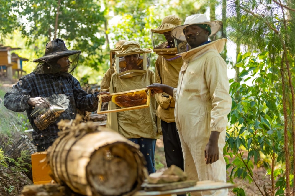 Beekeepers work in the farm during a harvesting period 