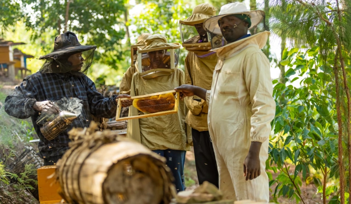 Beekeepers work in the farm during a harvesting period 