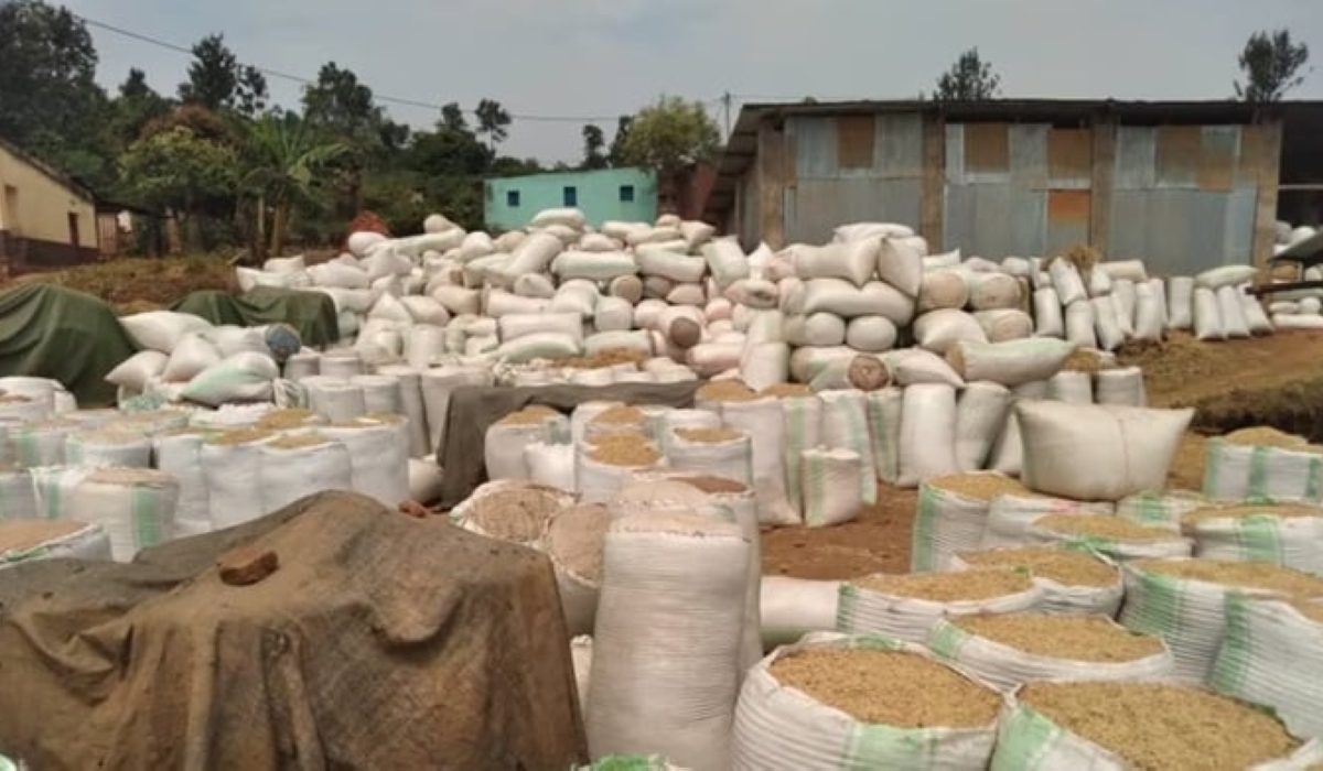 Workers dry rice produce in Bugarama in Rusizi District.