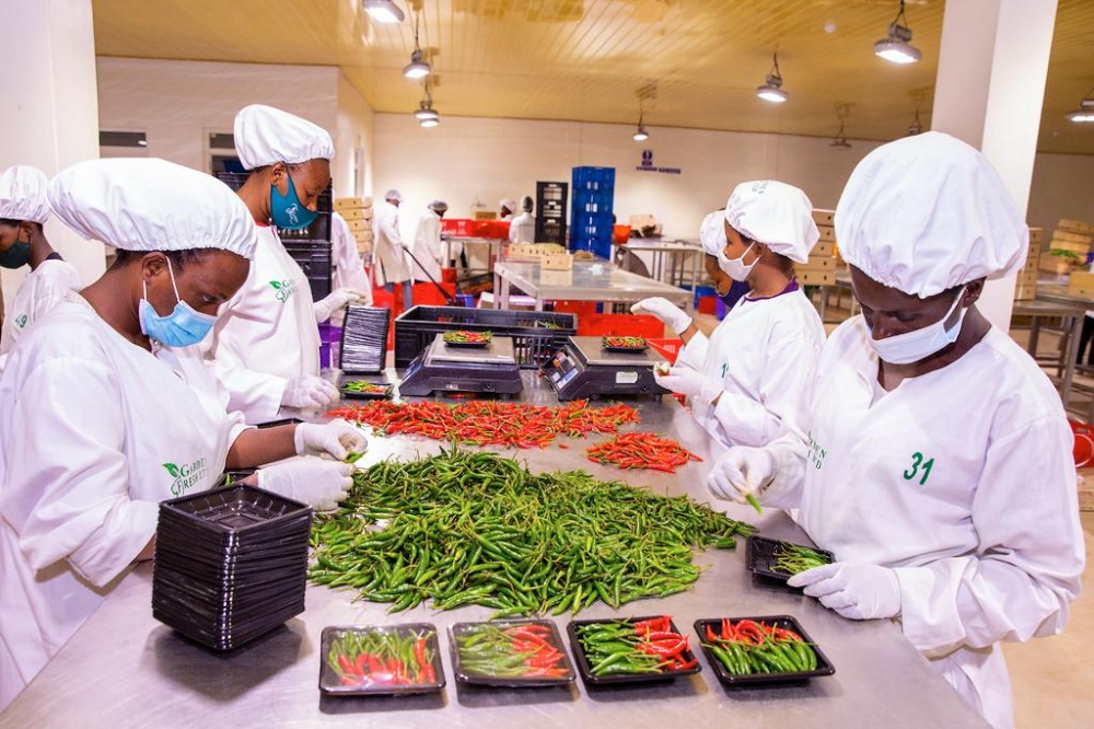 Workers sort fresh chili for export at the National Agricultural Export Development Board (NAEB) packhouse in Gikondo, Kigali. File