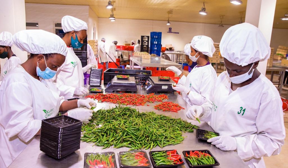 Workers sort fresh chili for export at the National Agricultural Export Development Board (NAEB) packhouse in Gikondo, Kigali. File