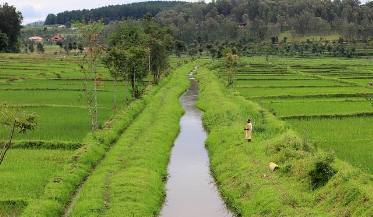 Wetlands serve as a habitat for snails that host the parasites that cause bilharzia. People working is such areas are encouraged to always wear protective gear like long rubber boots.