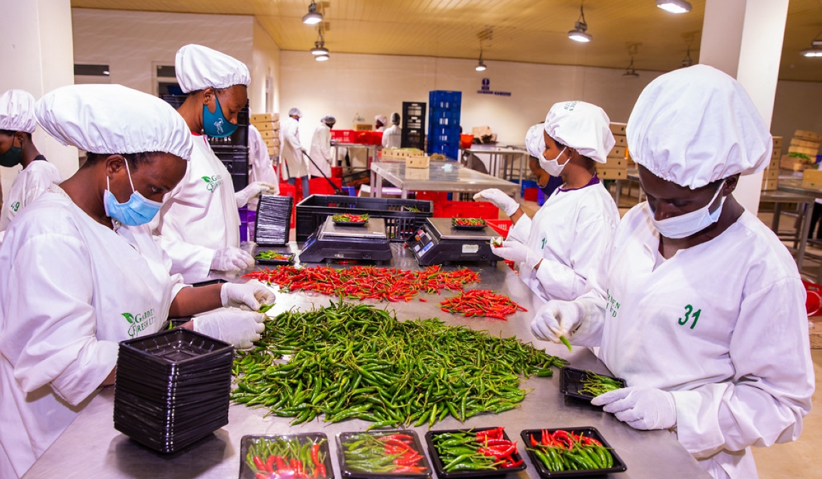 Rwanda&#039;s agriculture sector generated $10.5 million (approx. Rwf15.3 billion) from agricultural and animal product exports between August 11 and 15. Courtesy